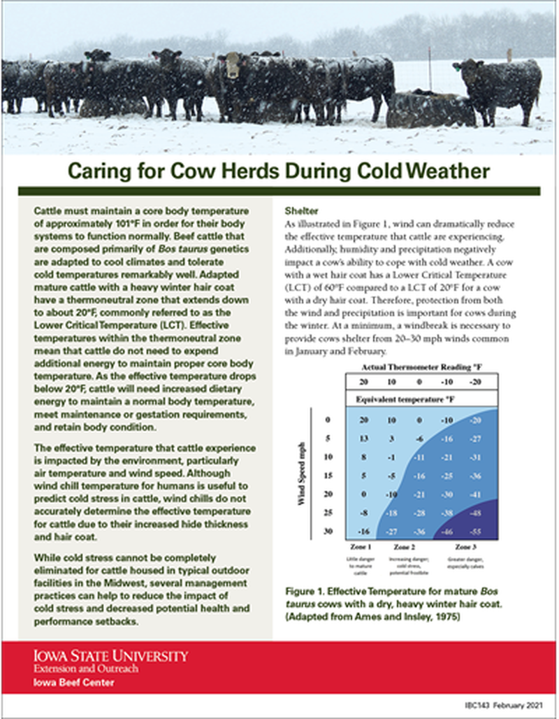 Caring for Cow Herds During Cold Weather image number 0