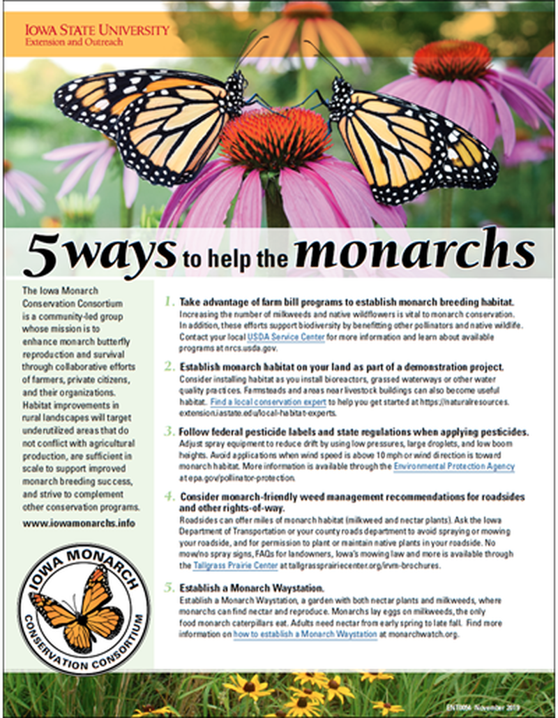 5 Ways to Help the Monarchs image number 0