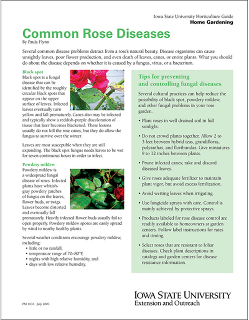 Common Rose Diseases image number 0