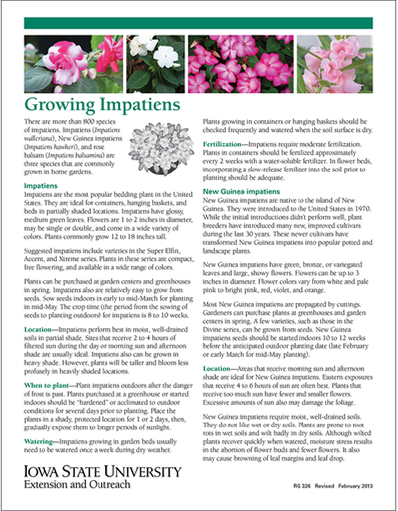 Growing Impatiens image number 0