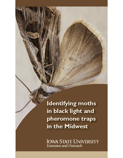 Identifying moths in black light and pheromone traps in the Midwest
