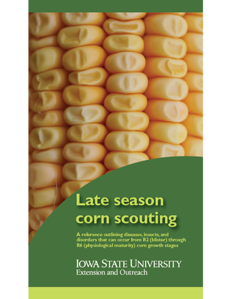 Late Season Corn Scouting image number 0