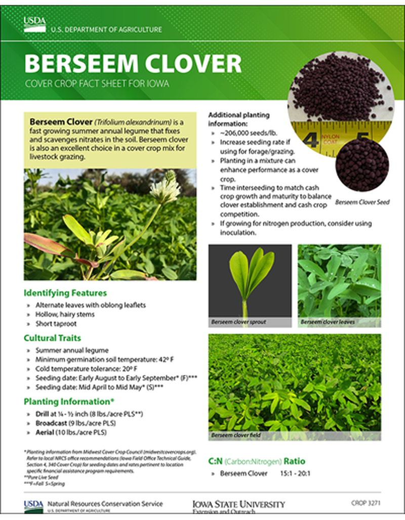 Berseem Clover: Cover Crop Fact Sheet for Iowa image number 0