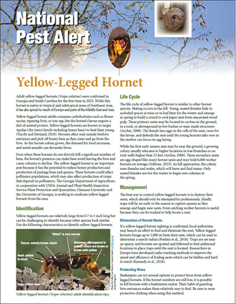 National Pest Alert - Yellow-Legged Hornet (Unit=50) image number 0