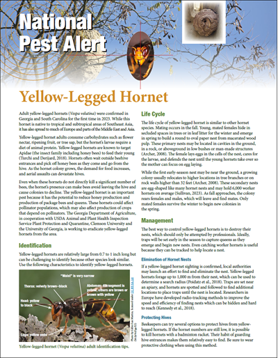 National Pest Alert - Yellow-Legged Hornet (Unit=50)