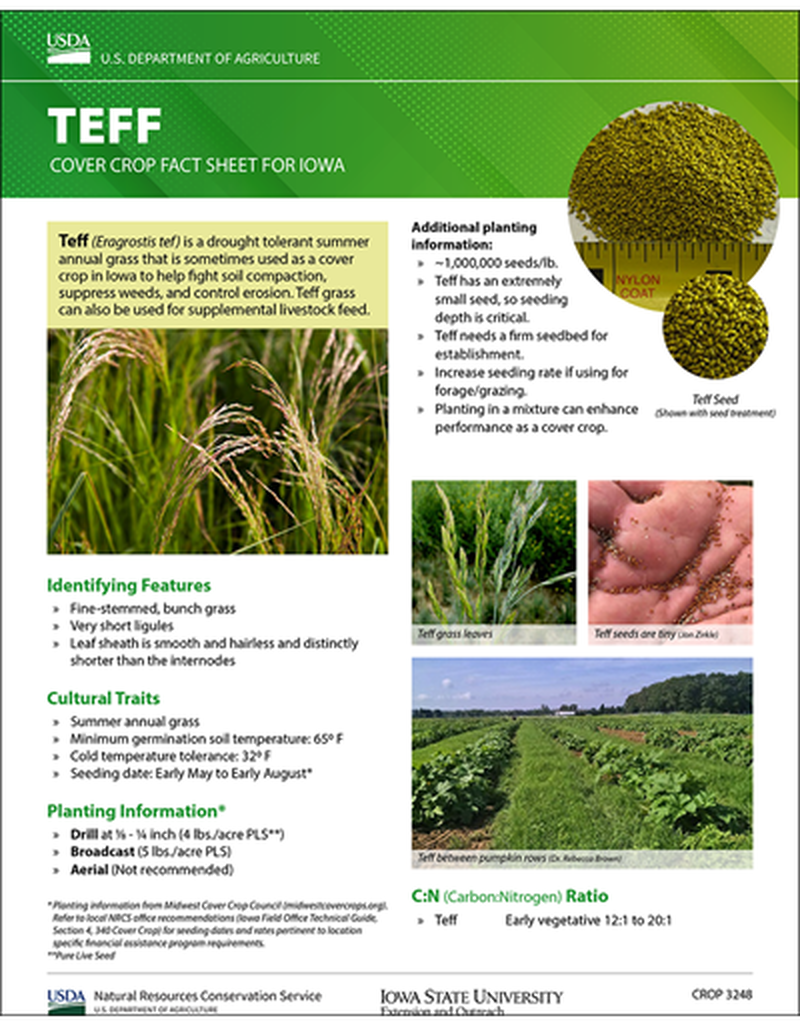 Teff: Cover Crop Fact Sheet for Iowa image number 0