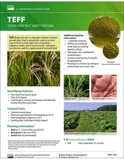 Teff: Cover Crop Fact Sheet for Iowa