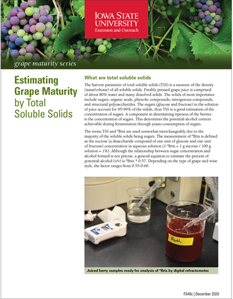 Estimating Grape Maturity by Total Soluble Solids - Grape Maturity Series image number 0