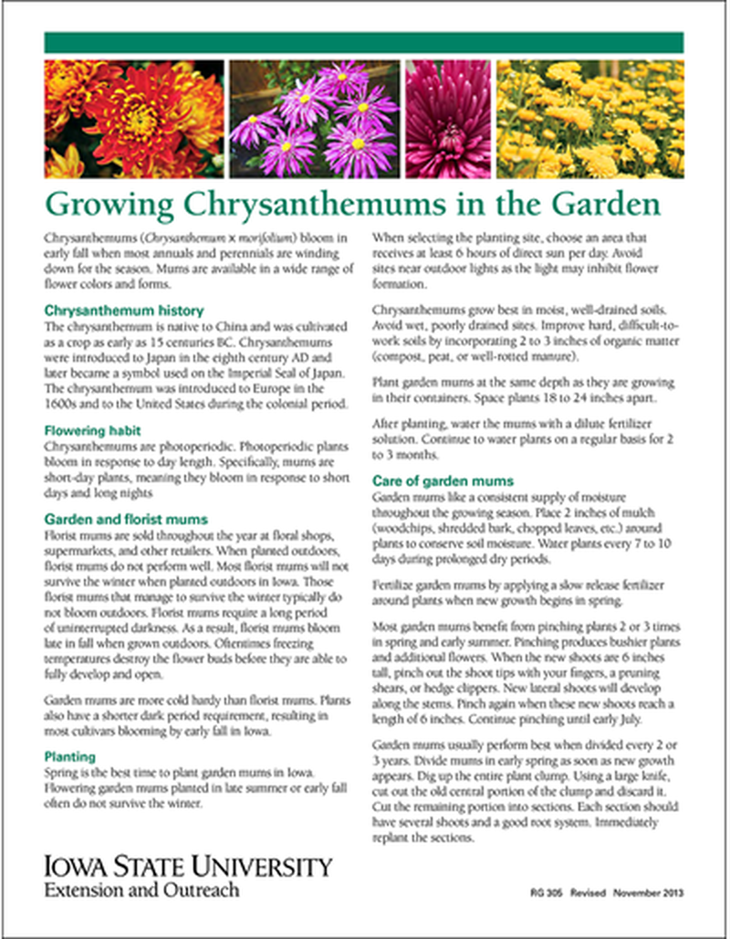 Growing Chrysanthemums in the Garden image number 0