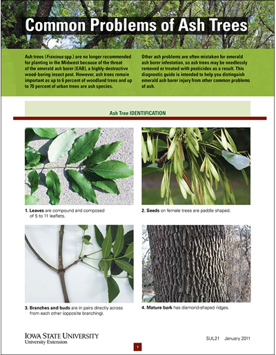 Common Problems of Ash Trees