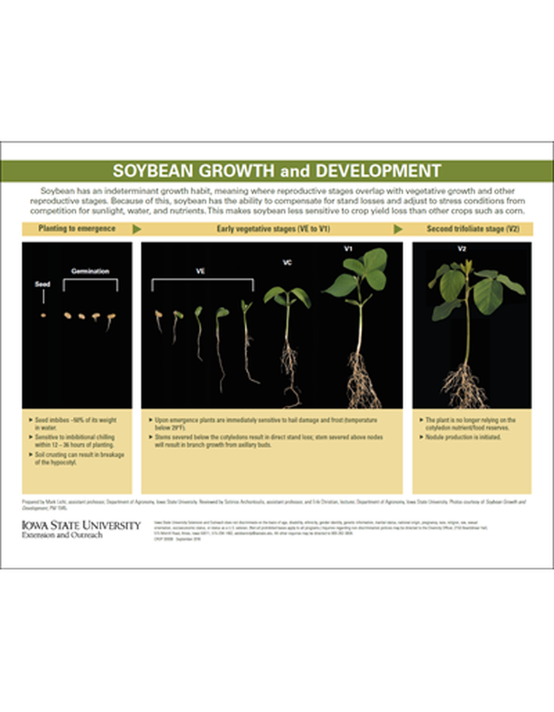 Soybean Growth and Development - Key Growth Stages image number 0