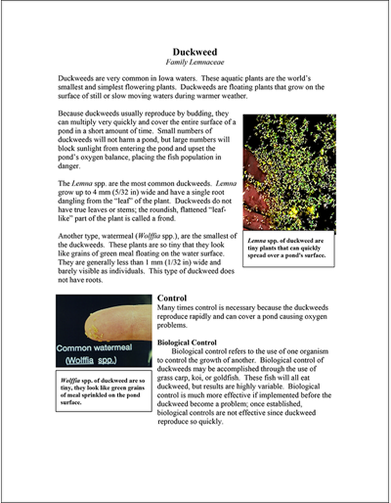 Duckweed image number 0