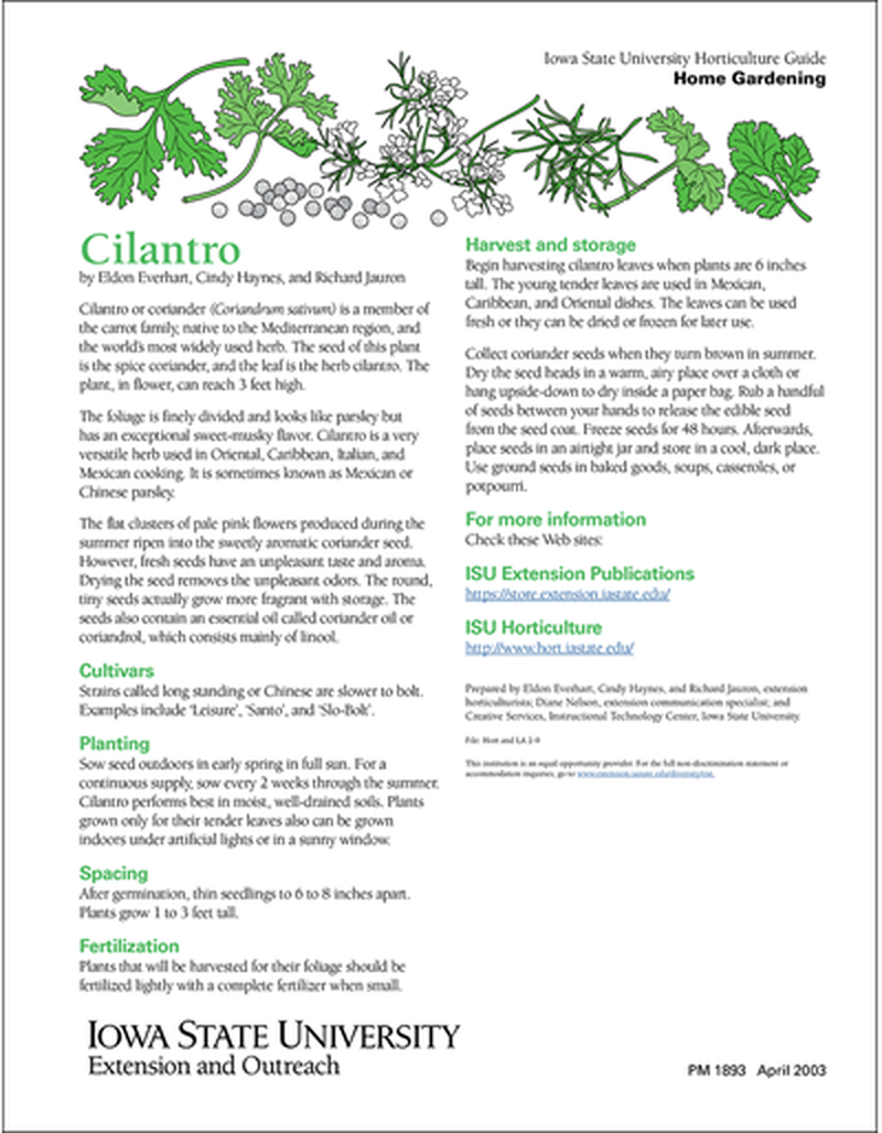Cilantro image number 0