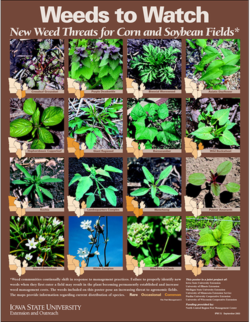 Weeds to Watch -- New Weed Threats for Corn and Soybean Fields image number 0