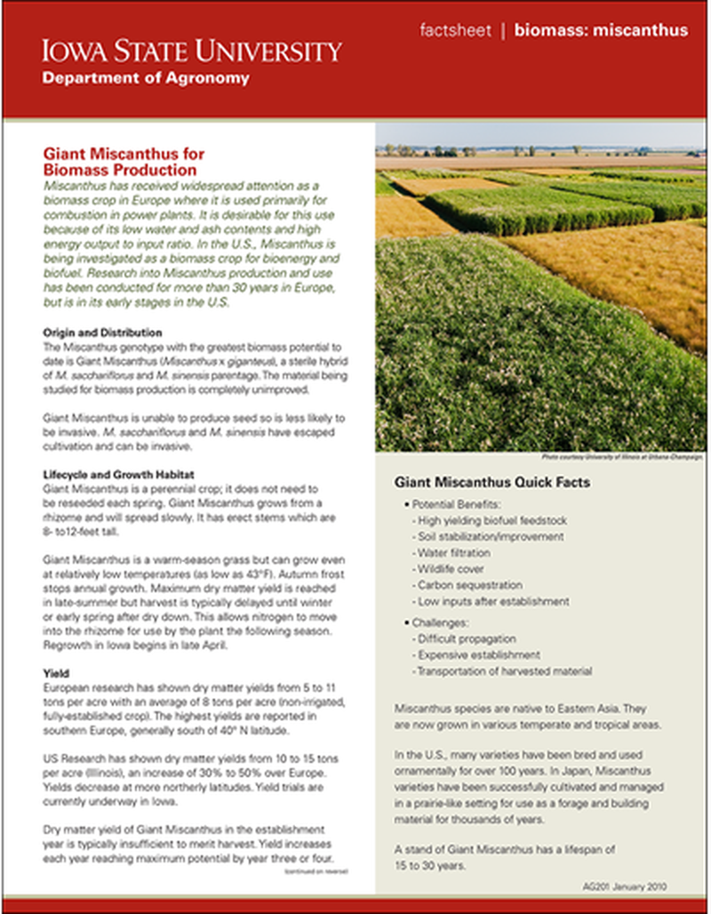 Giant Miscanthus for Biomass Production image number 0