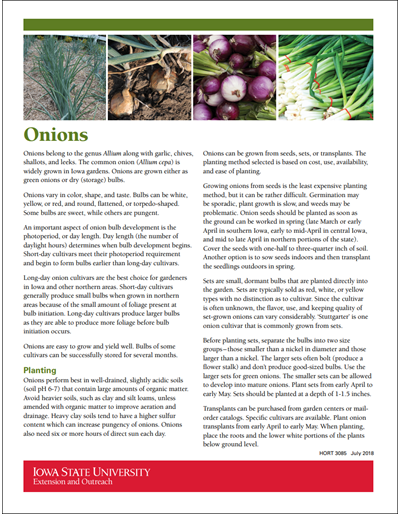 Onions