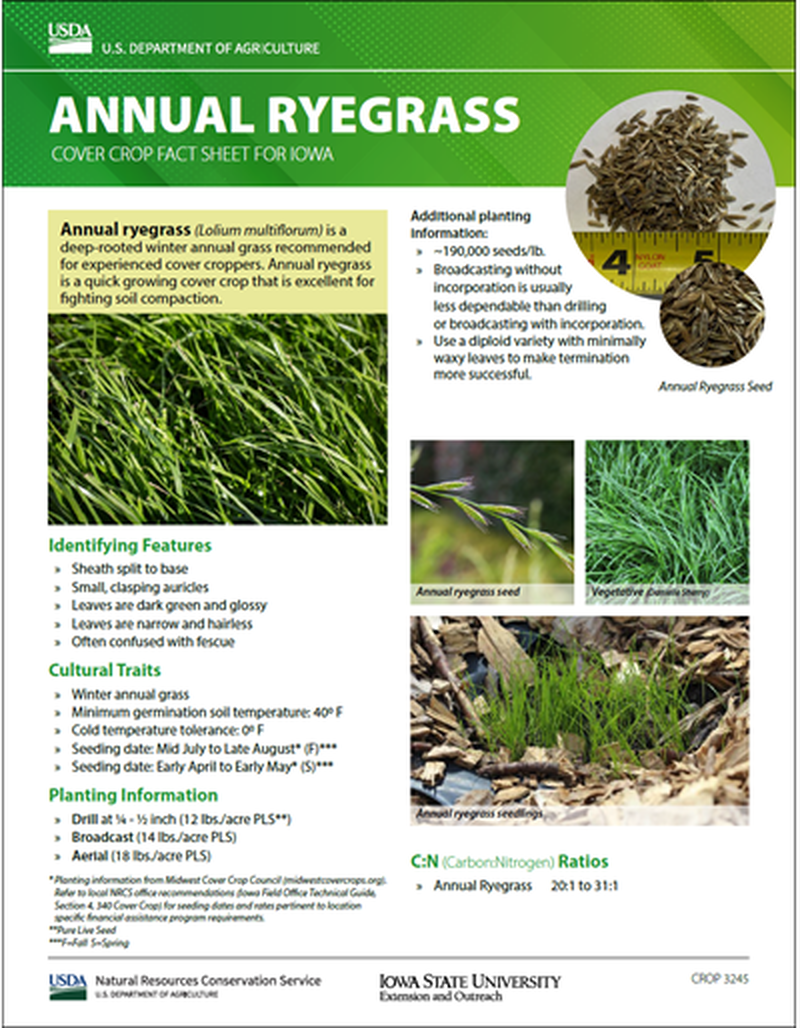 Annual Ryegrass: Cover Crop Fact Sheet for Iowa image number 0