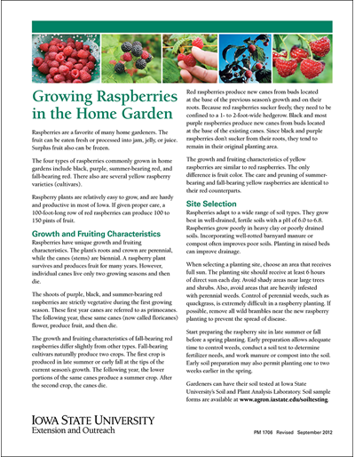 Growing Raspberries in the Home Garden