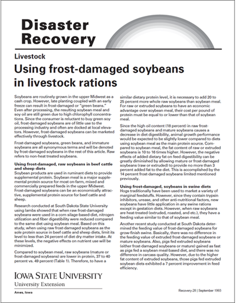 Livestock: Using Frost-Damaged Soybeans in Livestock Rations - Disaster Recovery Series image number 0