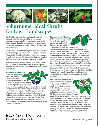 Viburnums: Ideal Shrubs for Iowa Landscapes