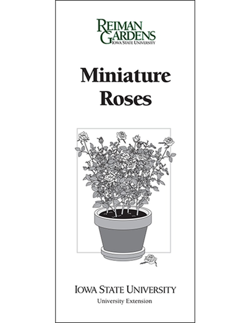 Miniature Roses -- Reiman Gardens image number 0