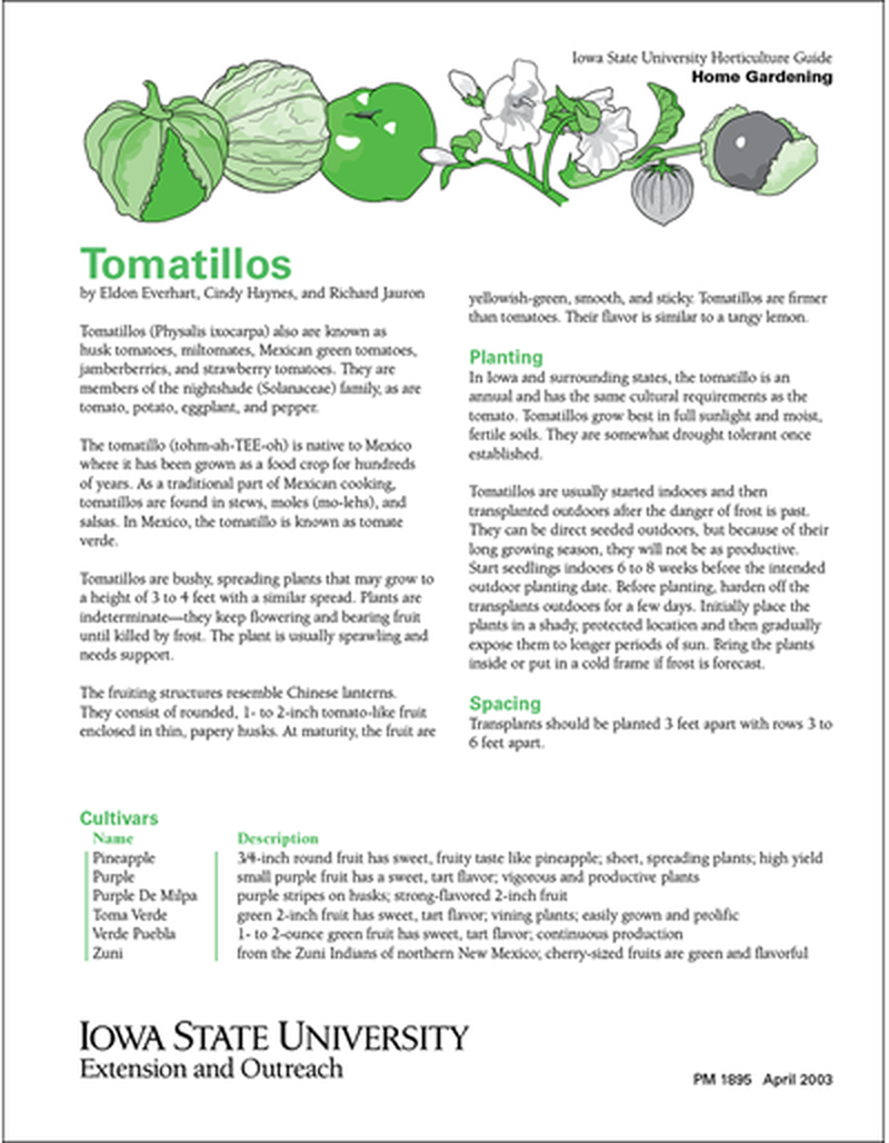 Tomatillos image number 0