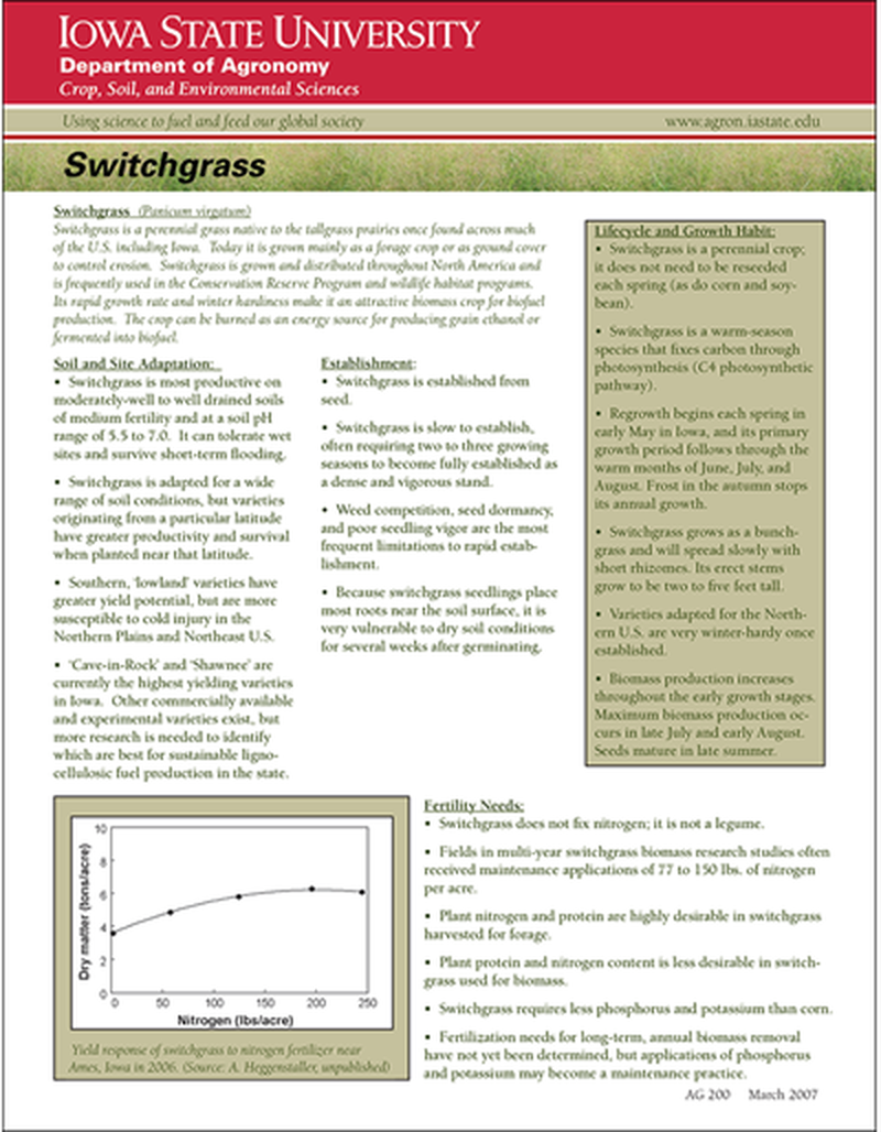 Switchgrass image number 0