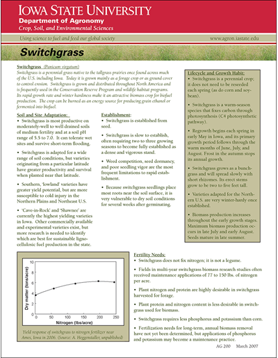 Switchgrass