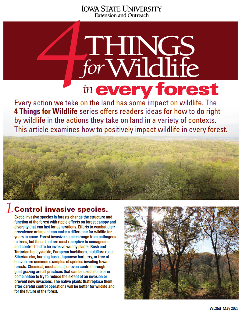4 Things for Every Forest image number 0