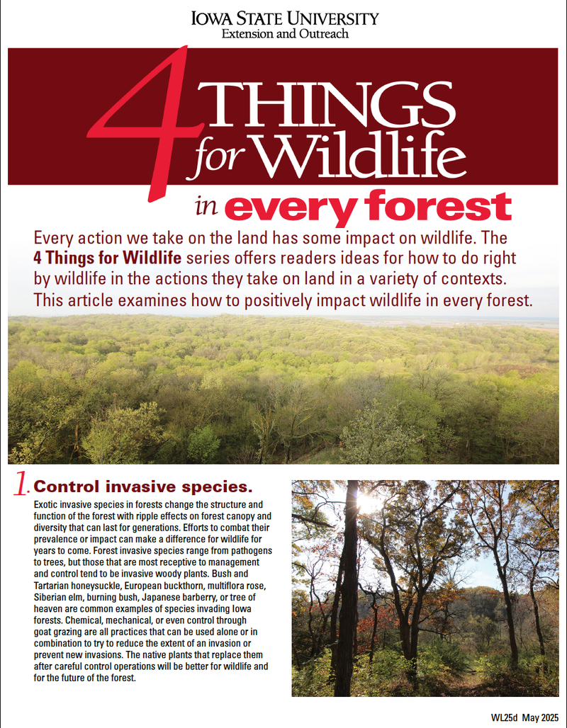 4 Things for Every Forest image number 0