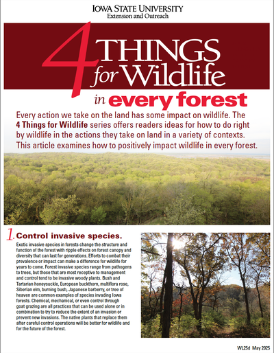 4 Things for Every Forest
