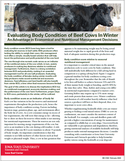 Evaluating Body Condition of Beef Cows in Winter