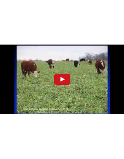 Cover Crop Selection and Management Part 2 (Video)