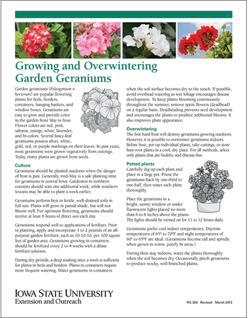 Growing and Over-wintering Garden Geraniums image number 0