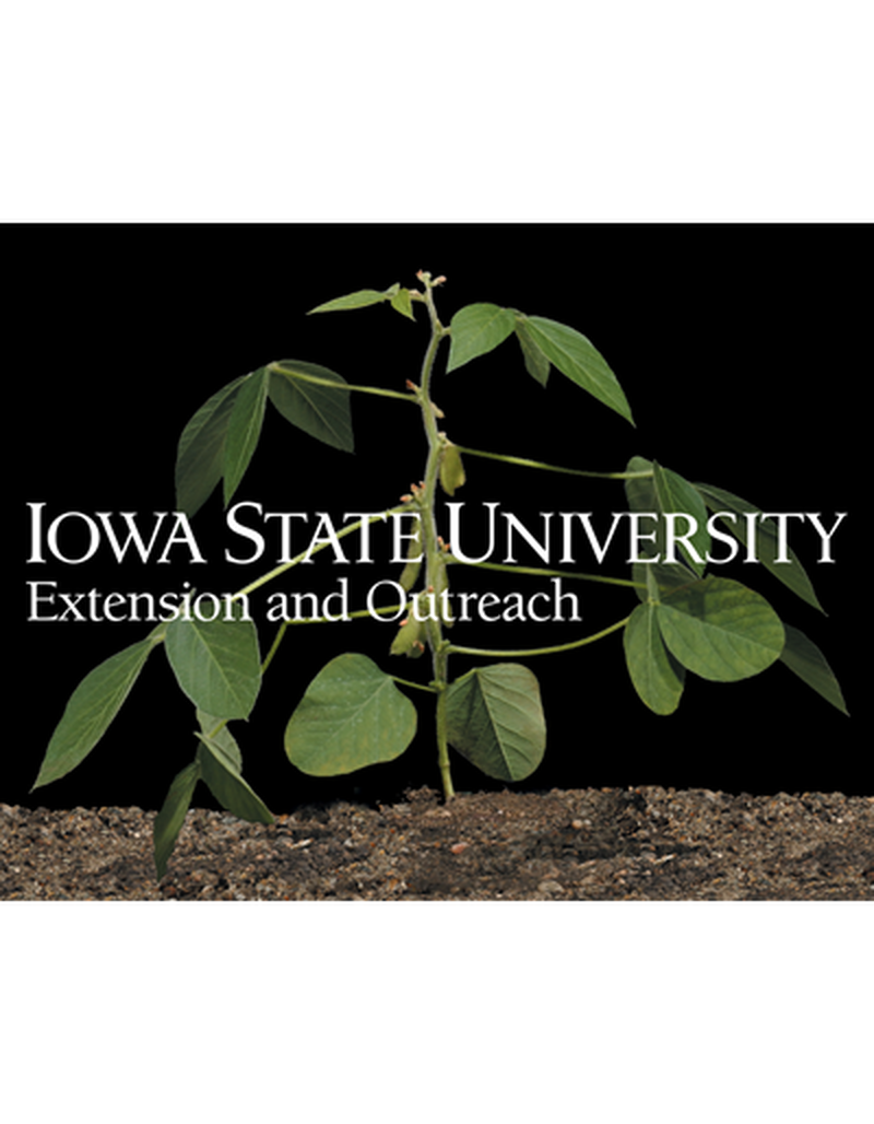 R4 plant - Soybean image number 0