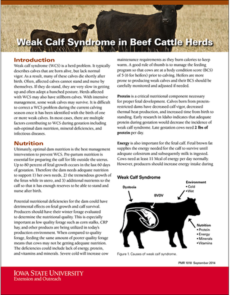 Weak Calf Syndrome in Beef Cattle Herds image number 0