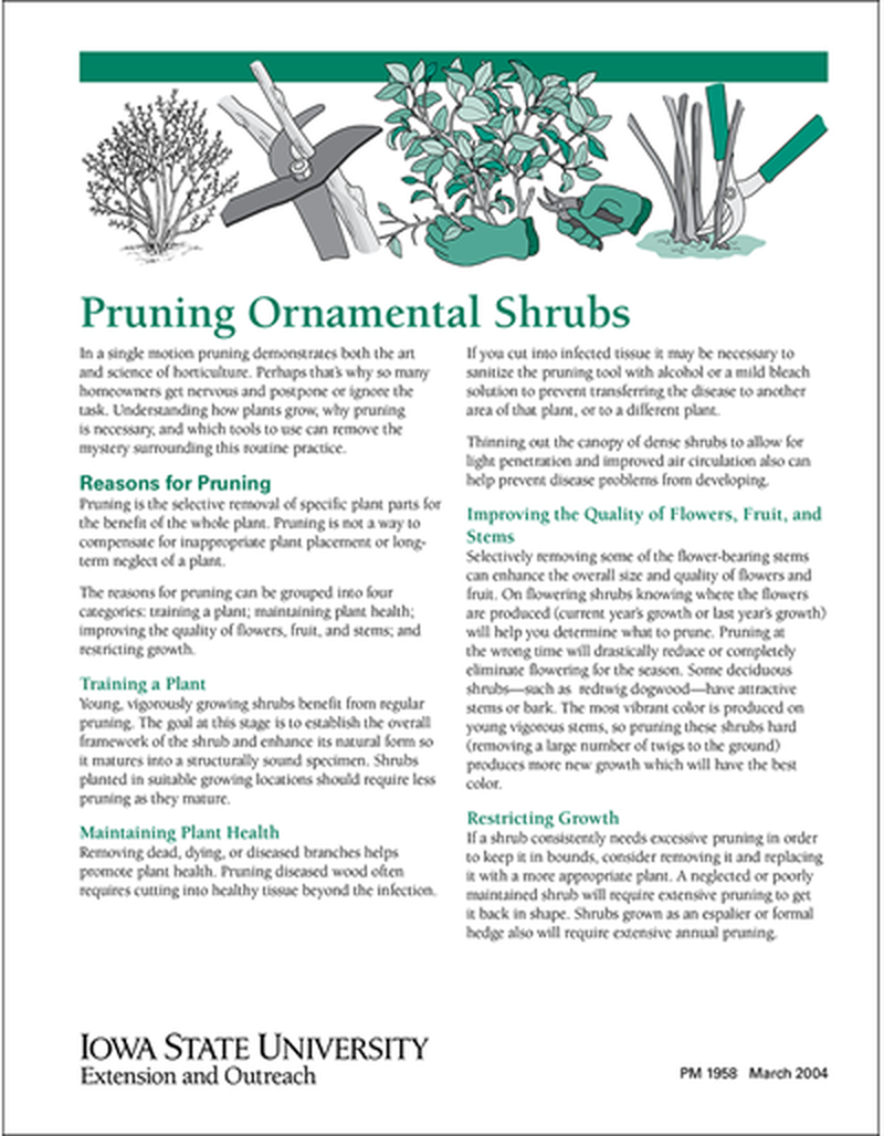 Pruning Ornamental Shrubs image number 0