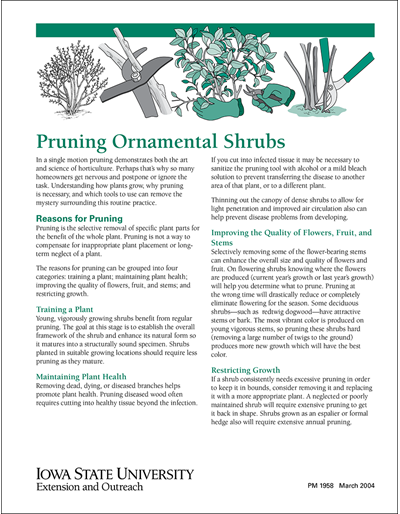 Pruning Ornamental Shrubs