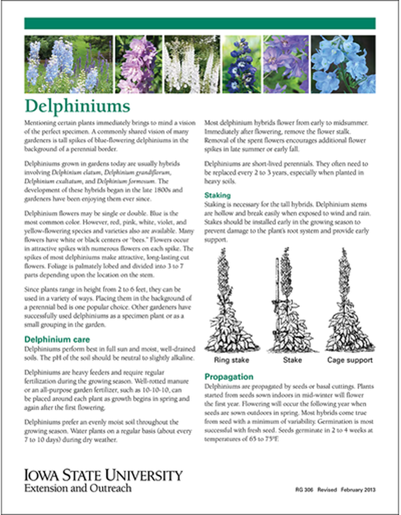 Delphiniums image number 0