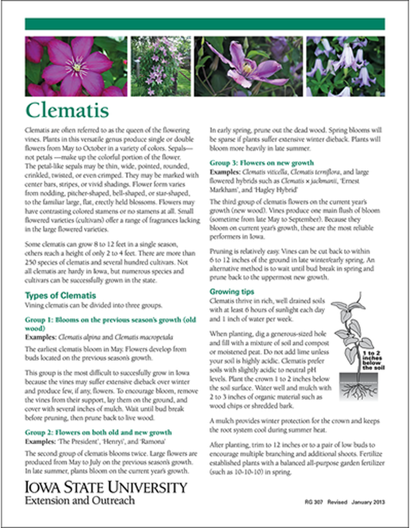 Clematis image number 0