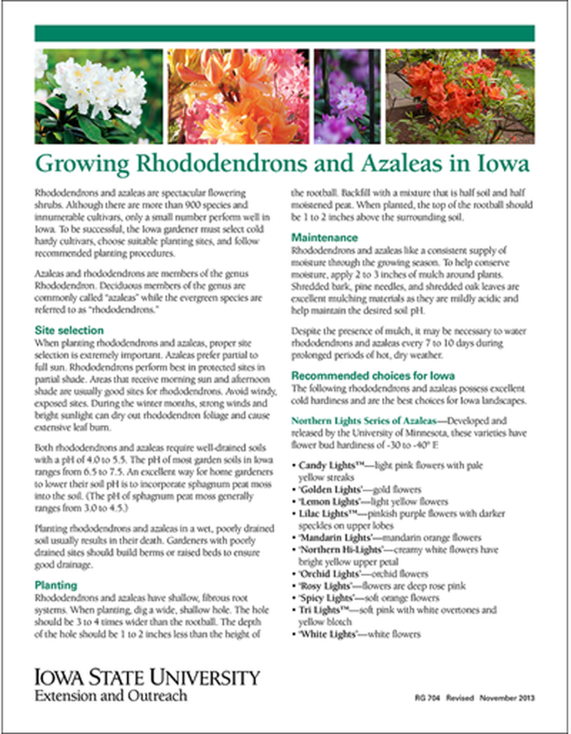 Growing Rhododendrons and Azaleas in Iowa image number 0