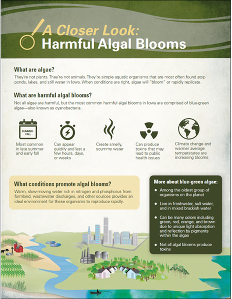 A Closer Look: Harmful Algal Blooms image number 0