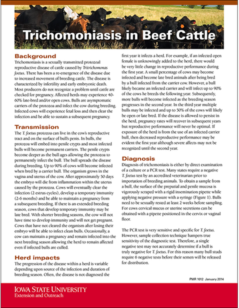 Trichomoniasis in Beef Cattle image number 0