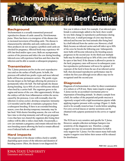 Trichomoniasis in Beef Cattle