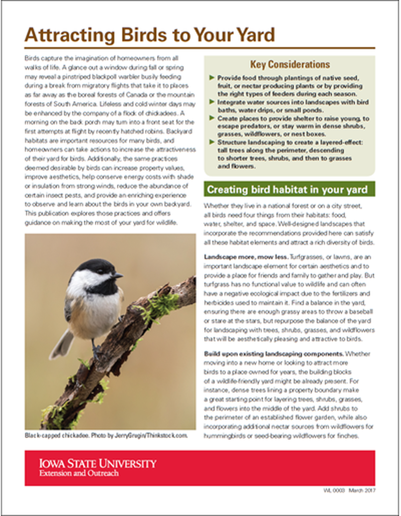 Attracting Birds to Your Yard image number 0