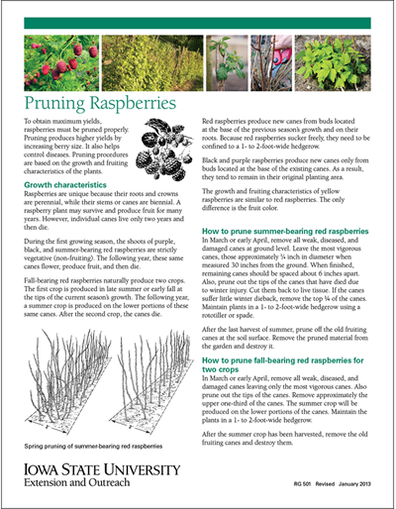 Pruning Raspberries image number 0