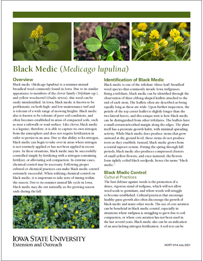 Black Medic (Medicago lupulina)