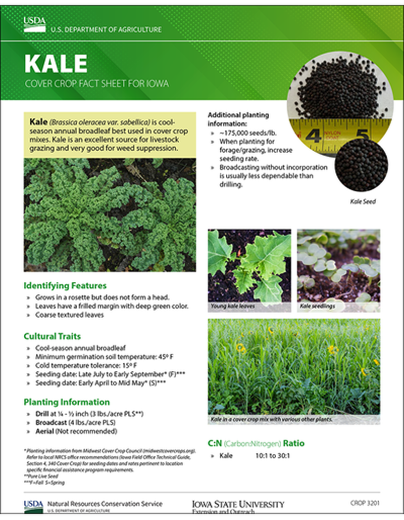 Kale: Cover Crop Fact Sheet for Iowa image number 0
