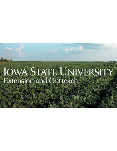 Green soybean field