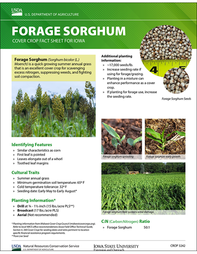 Forage Sorghum: Cover Crop Fact Sheet for Iowa